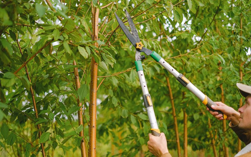 Tree trimming in Portal, ND
