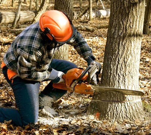 Tree Removal in Portal, ND